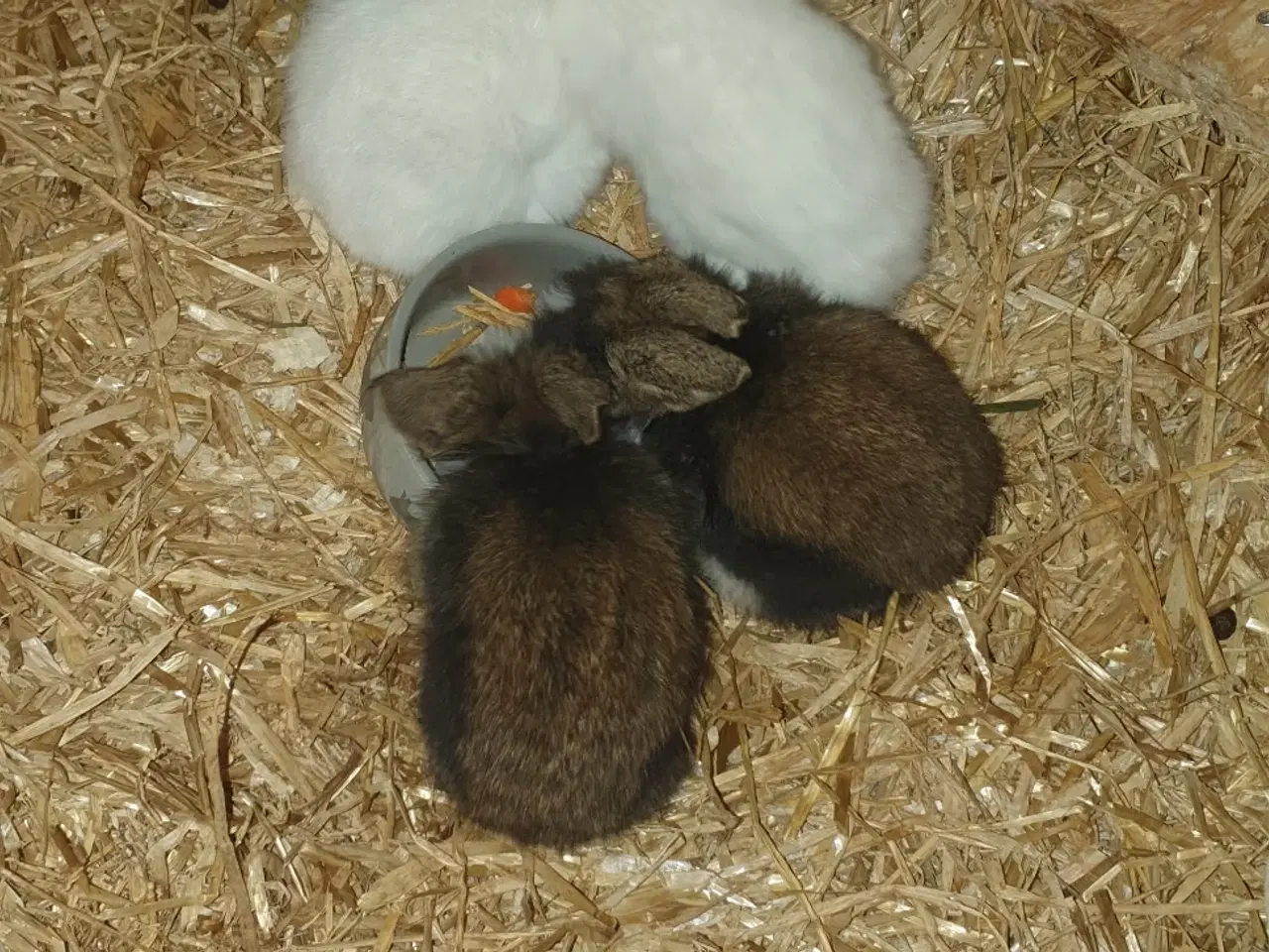 Billede 2 - Dværgkaniner