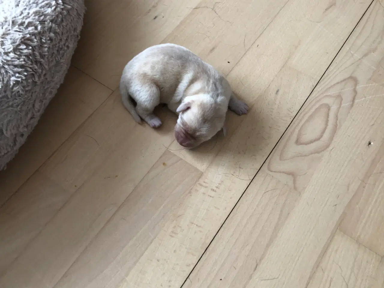 Billede 2 - 5 Perfekte søde små Labrador hvalpe