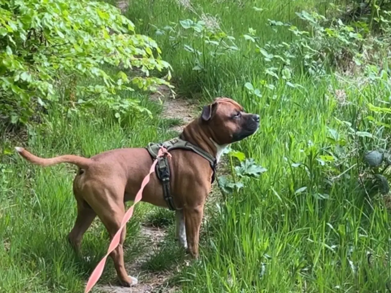 Billede 10 - Engelske stafford Bull terrier stadfy