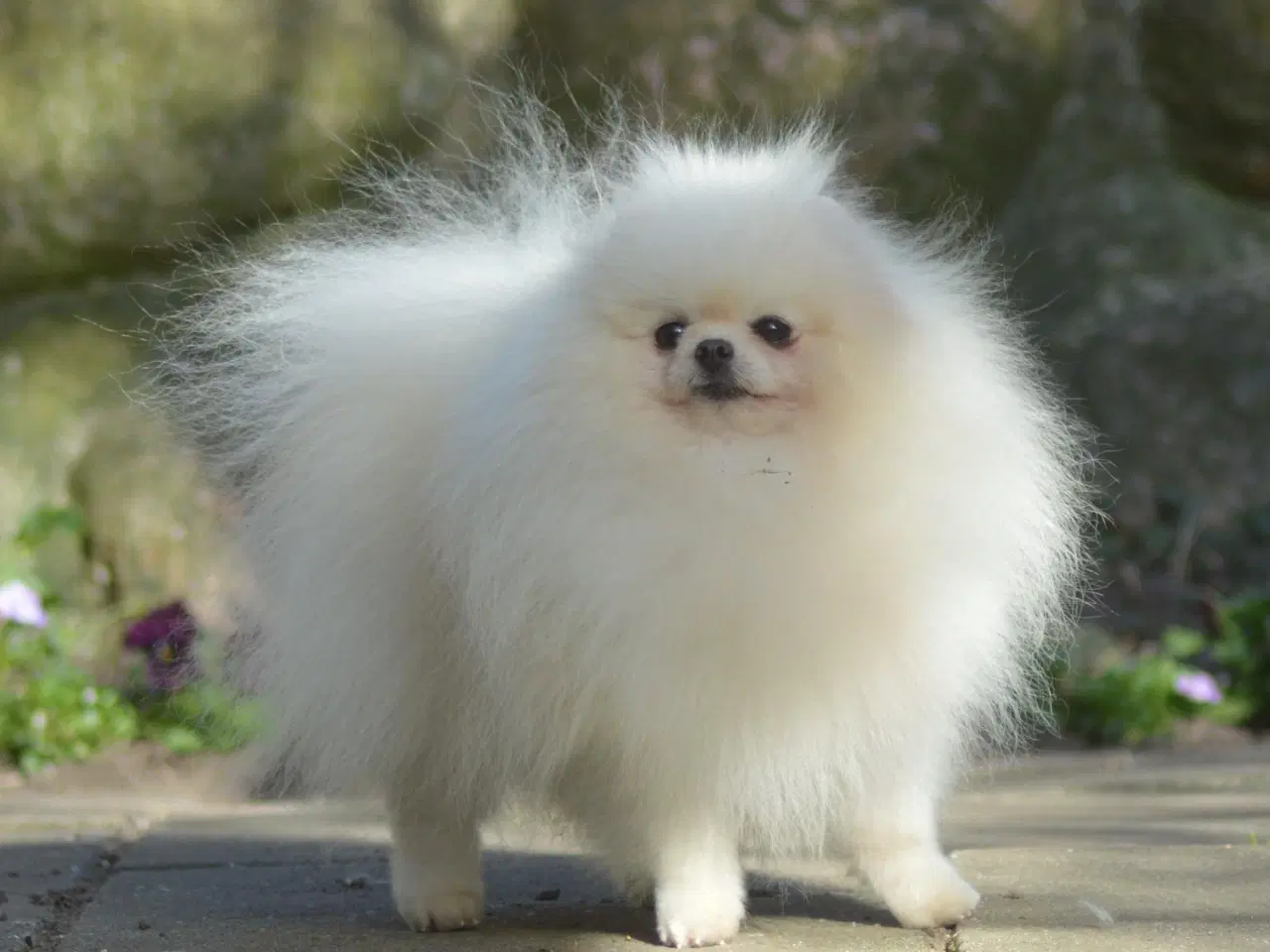 Billede 6 - Smuk Pomeranian tilbydes Avl