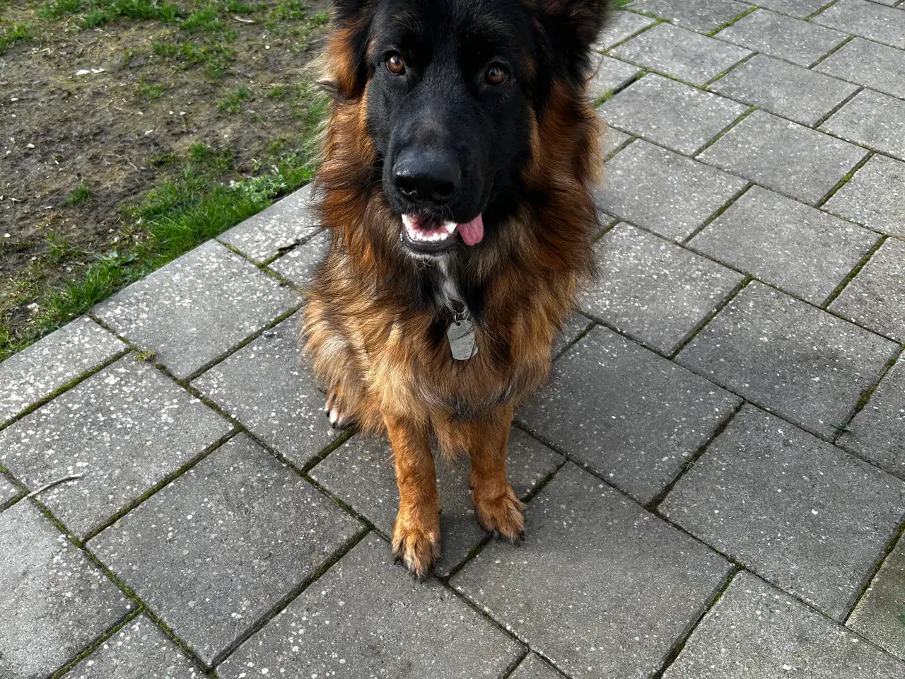 Billede 1 - 10 mdr. gammel schæferhund 