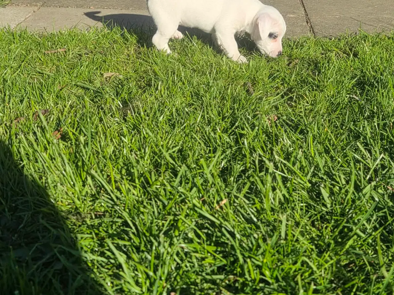 Billede 7 - Jack Russell Terrier hvalpe 