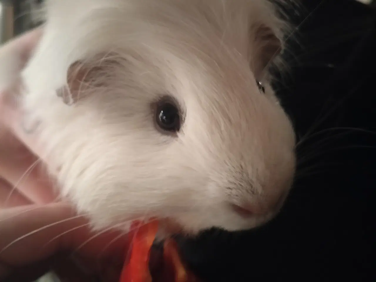 Billede 1 - Prut søger Forever hjem