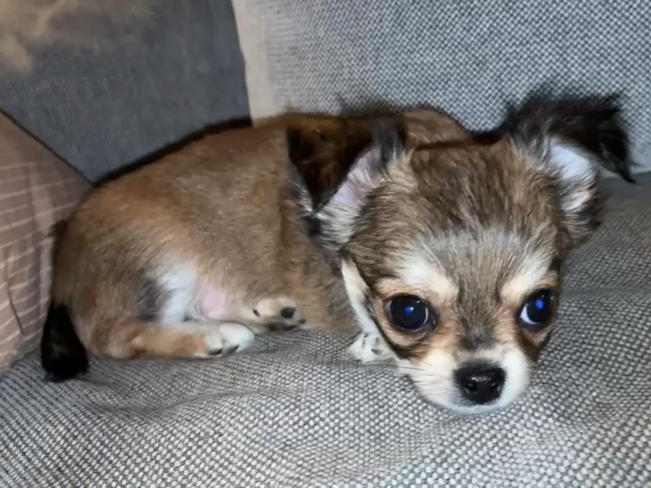 Billede 3 - DKK Chihuahua 