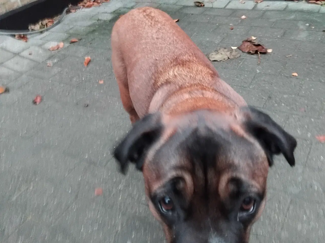 Billede 5 - tæve blanding af dogue de bordeaux / cane corso