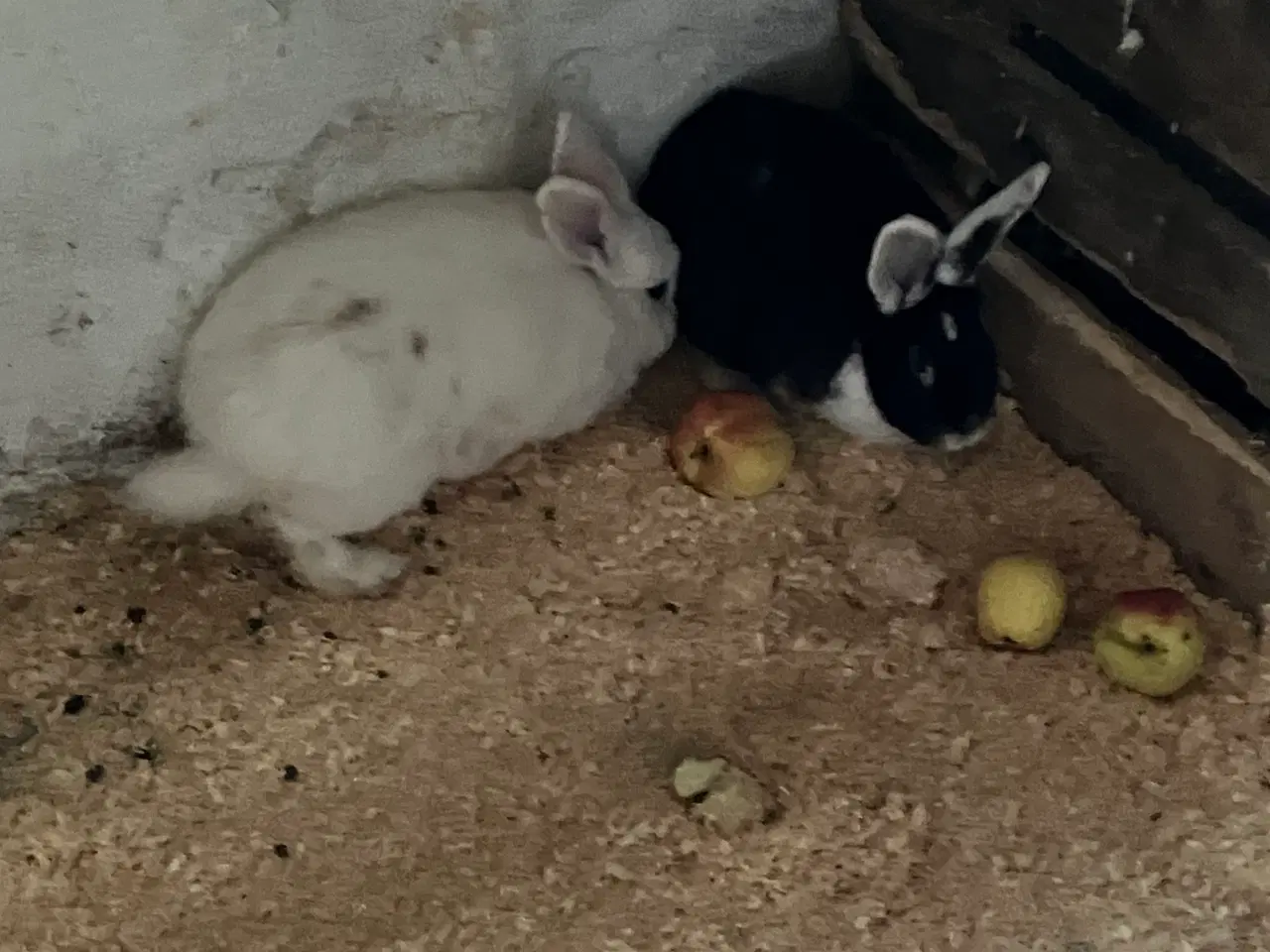 Billede 4 - Store kaniner