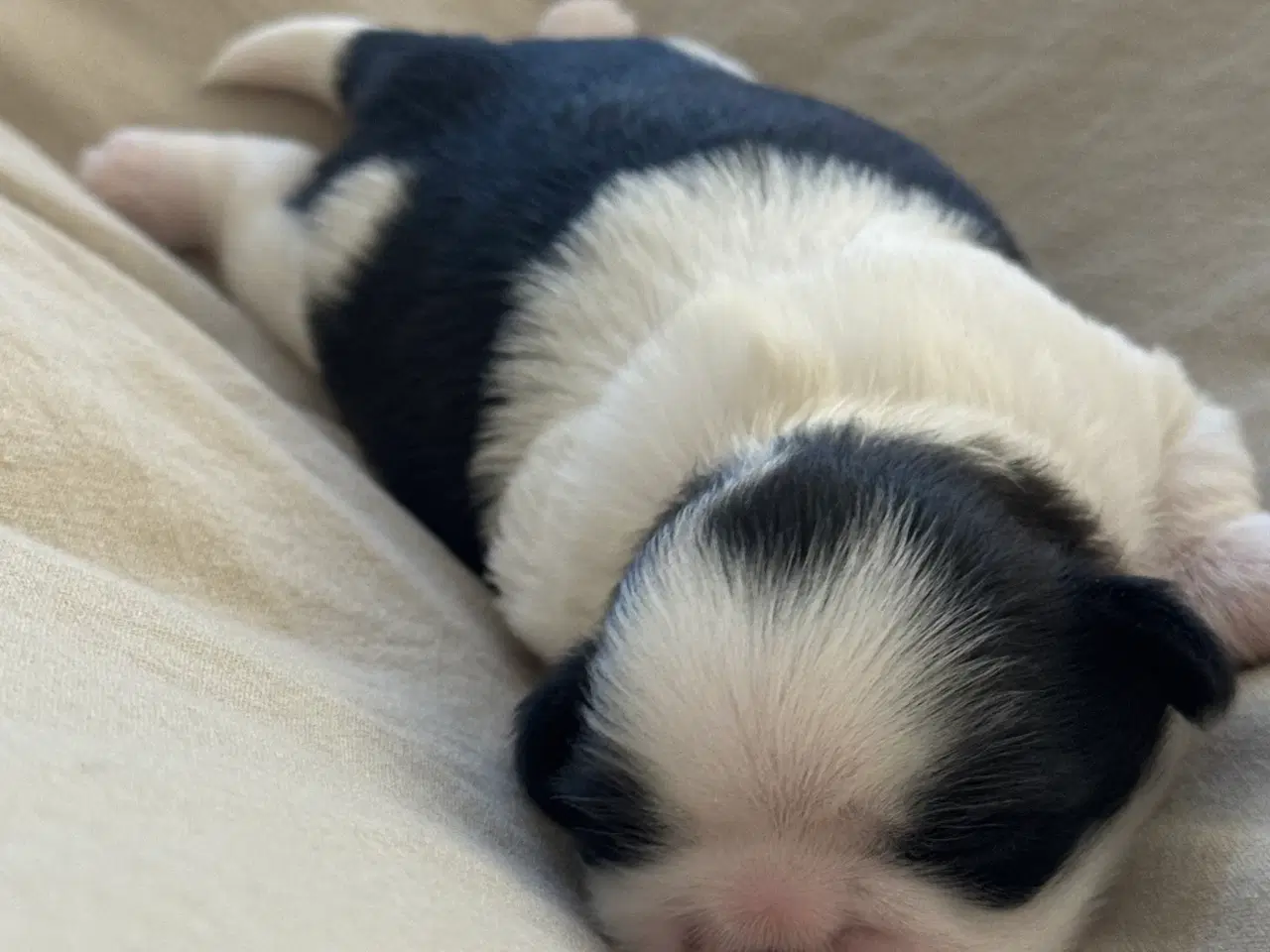 Billede 4 - Ægte Shih Tzu 30. september 2025