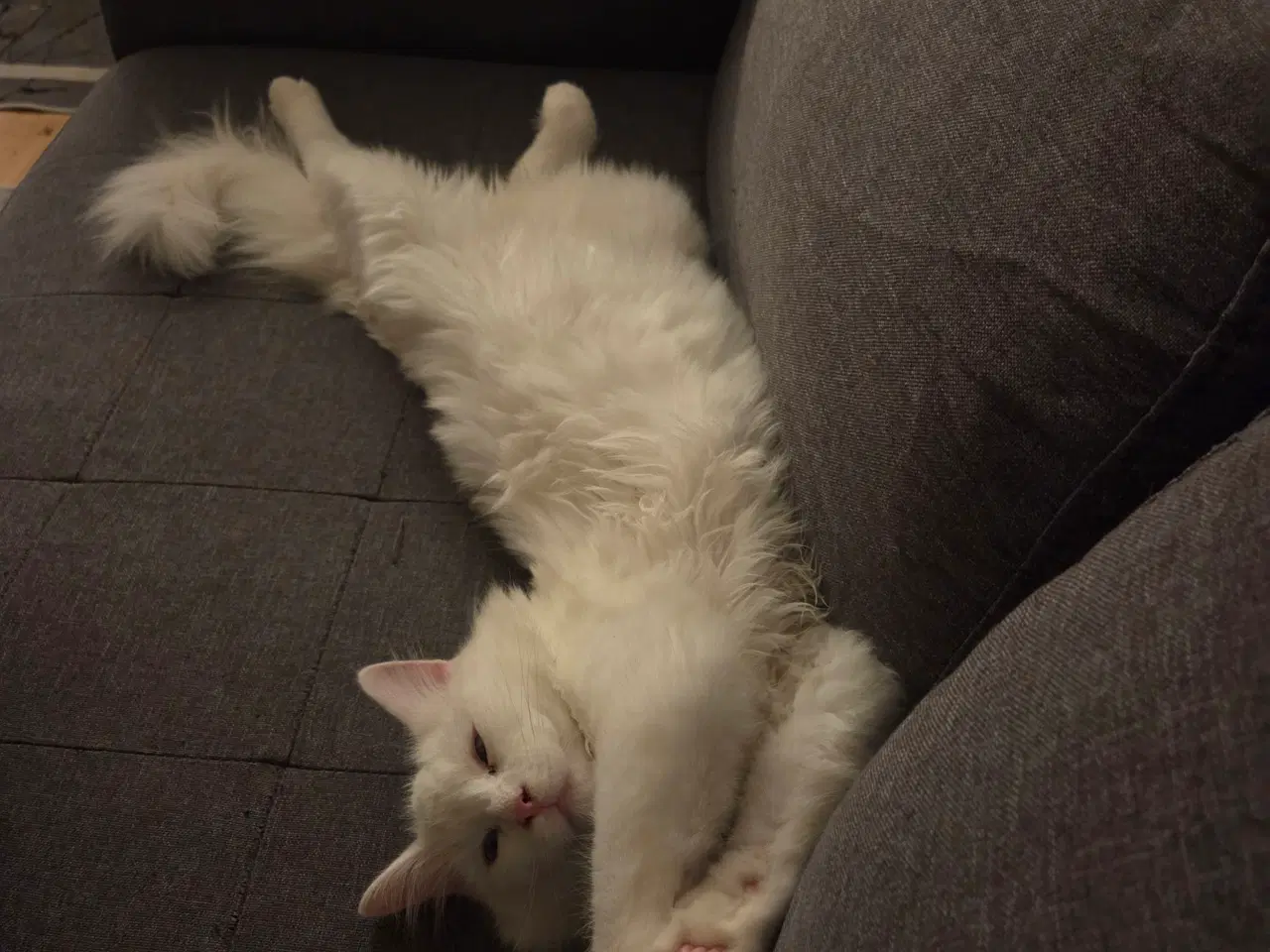 Billede 3 - Ragdoll/Siberian mix