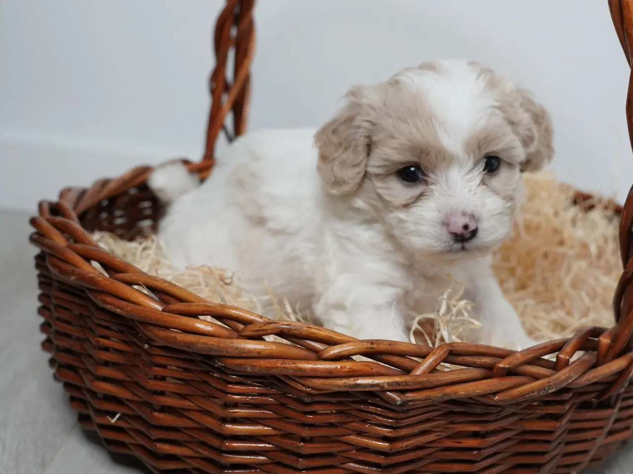 Billede 3 - Coton poo hvalpe