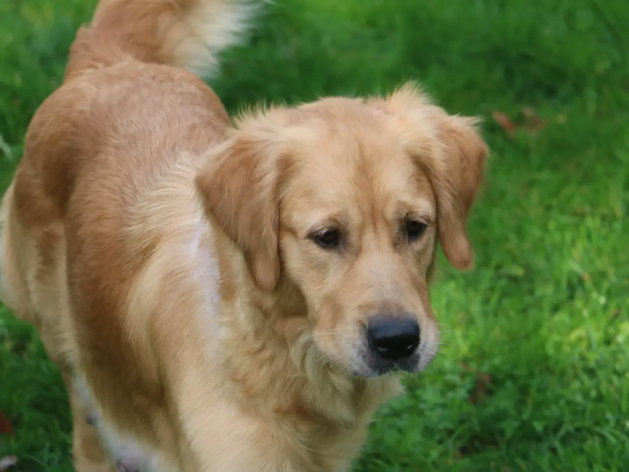 Billede 17 - Verdens smukkeste Golden Retriever hvalpe