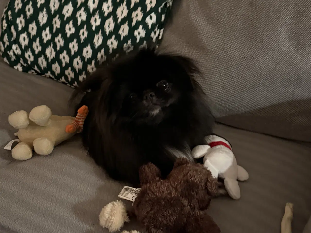 Billede 5 - Pomeranian/ pekineser 