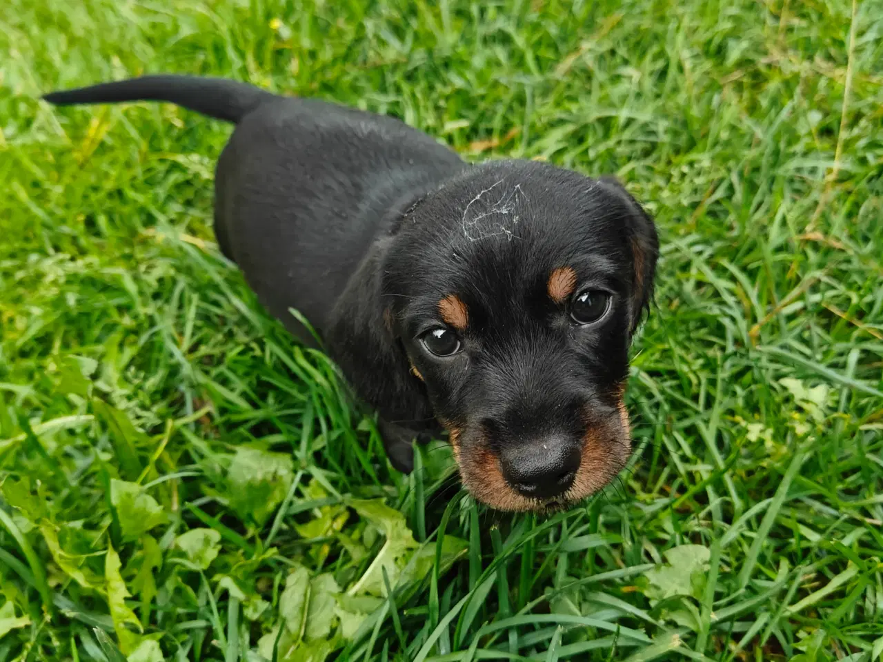 Billede 1 - Gravhunde hvalpe.