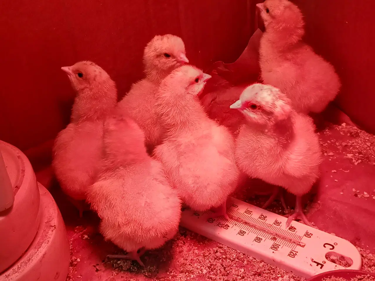 Billede 2 - ORPINGTON, daggamle kyllinger