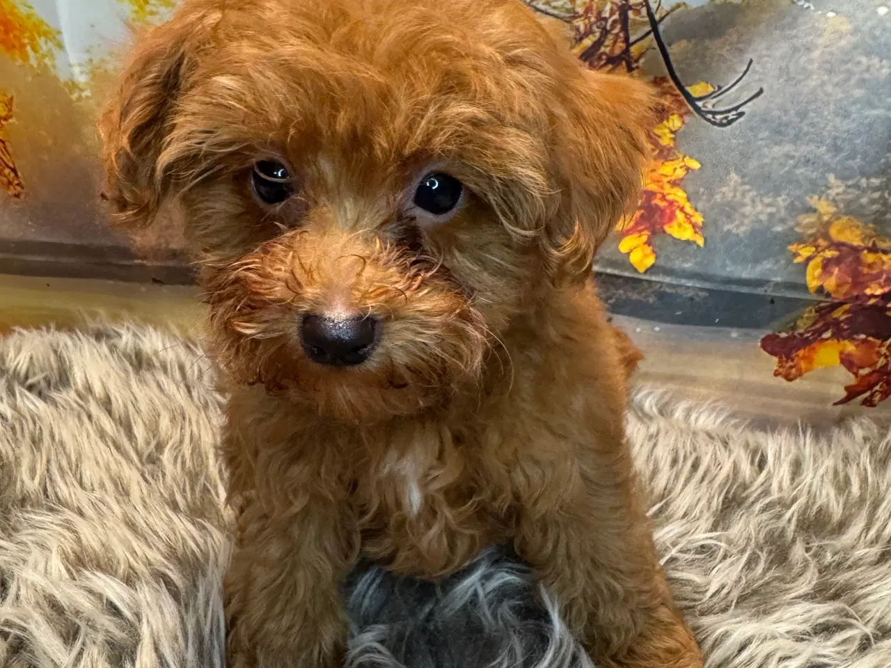 Billede 8 - Maltipoo  få rejseklar 