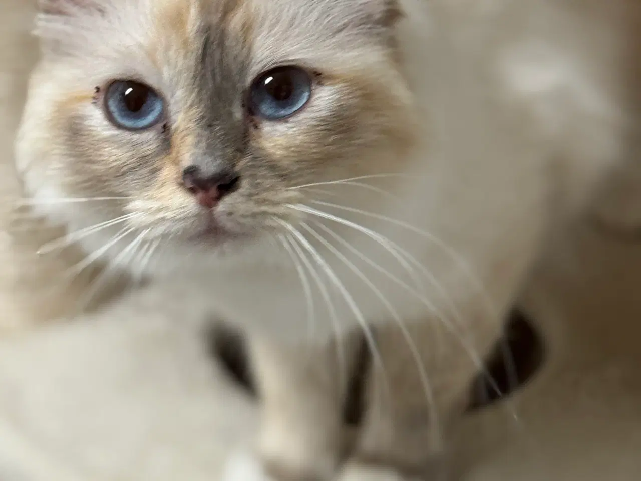 Billede 9 - Hellig Birma crememaskede