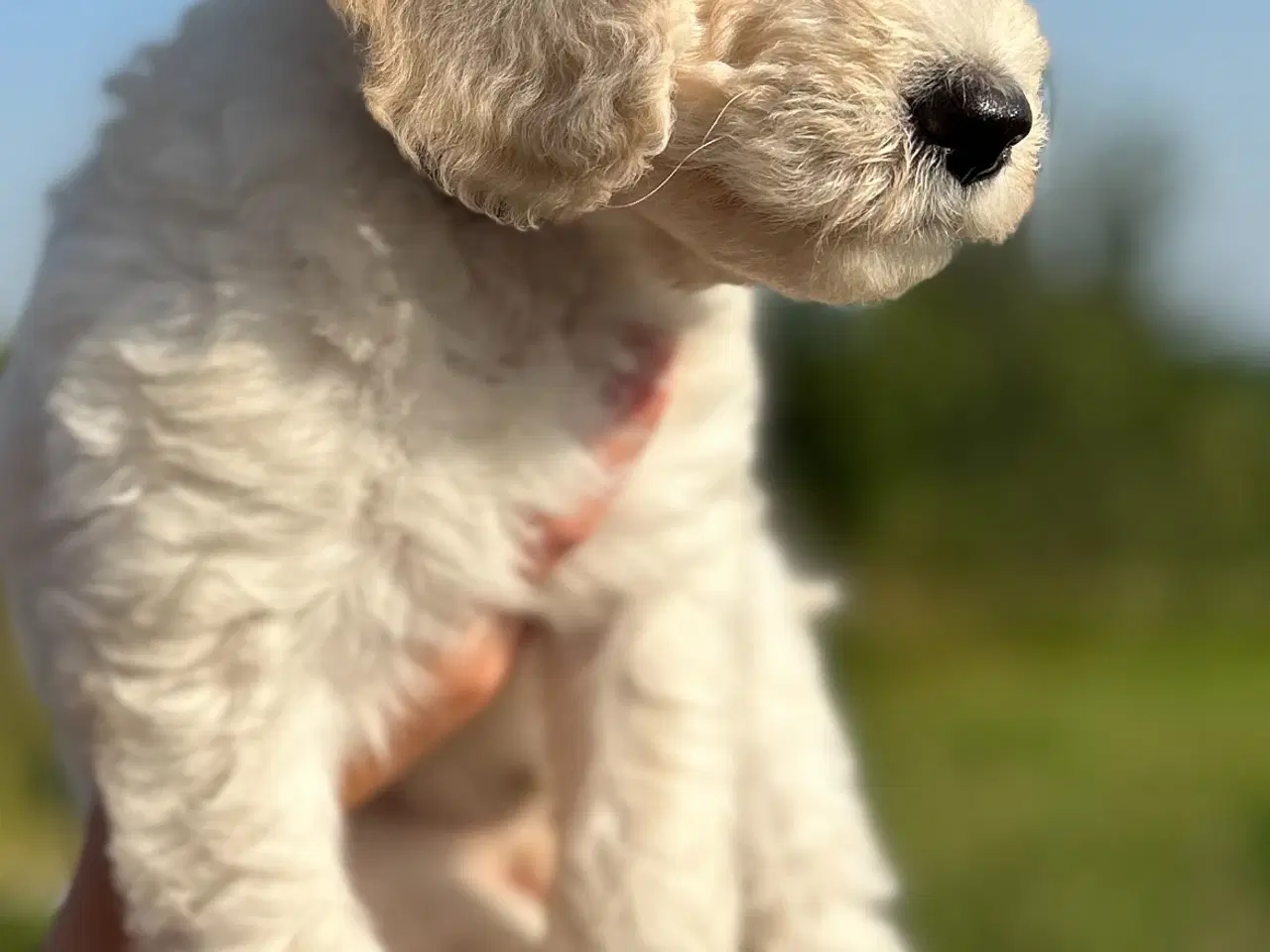 Billede 3 - Super flot Goldendoodle F1B Dreng