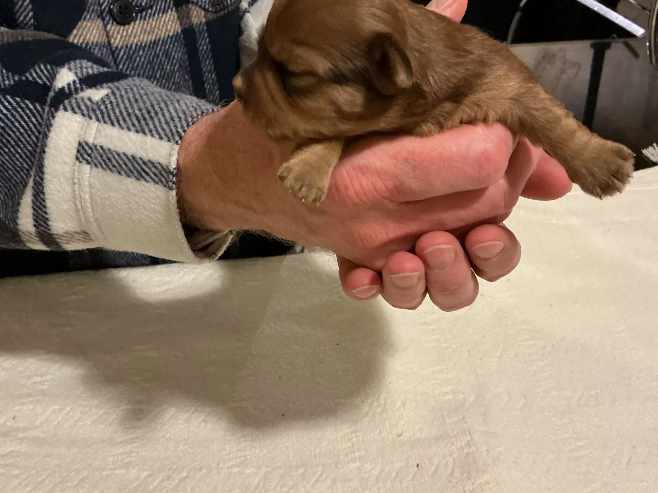 Billede 4 - Bichon havanaiser hvalpe