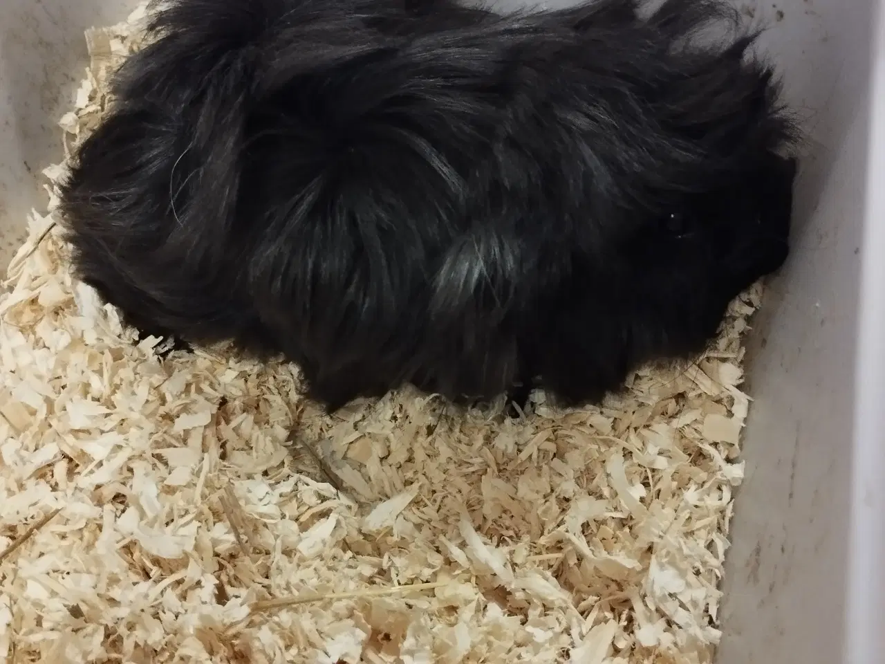 Billede 1 - Ægte sheltie, puruaner ,Texel ,lang hårs hvirvler.