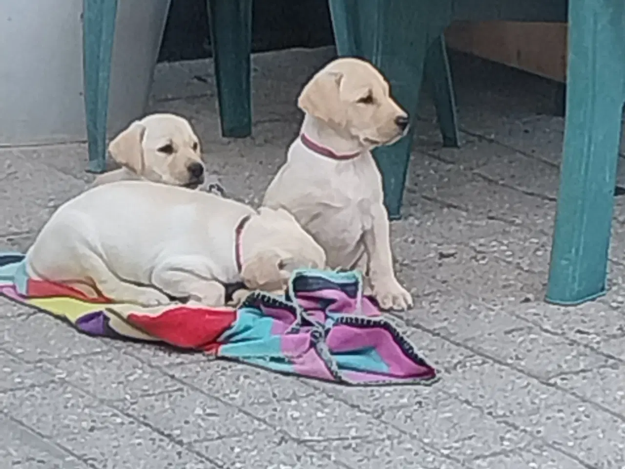 Billede 5 - Gule labrador hvalpe.