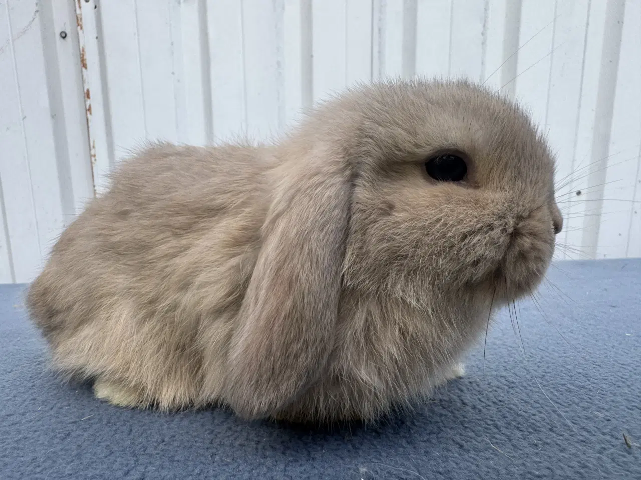 Billede 6 - Mini lop hankanin