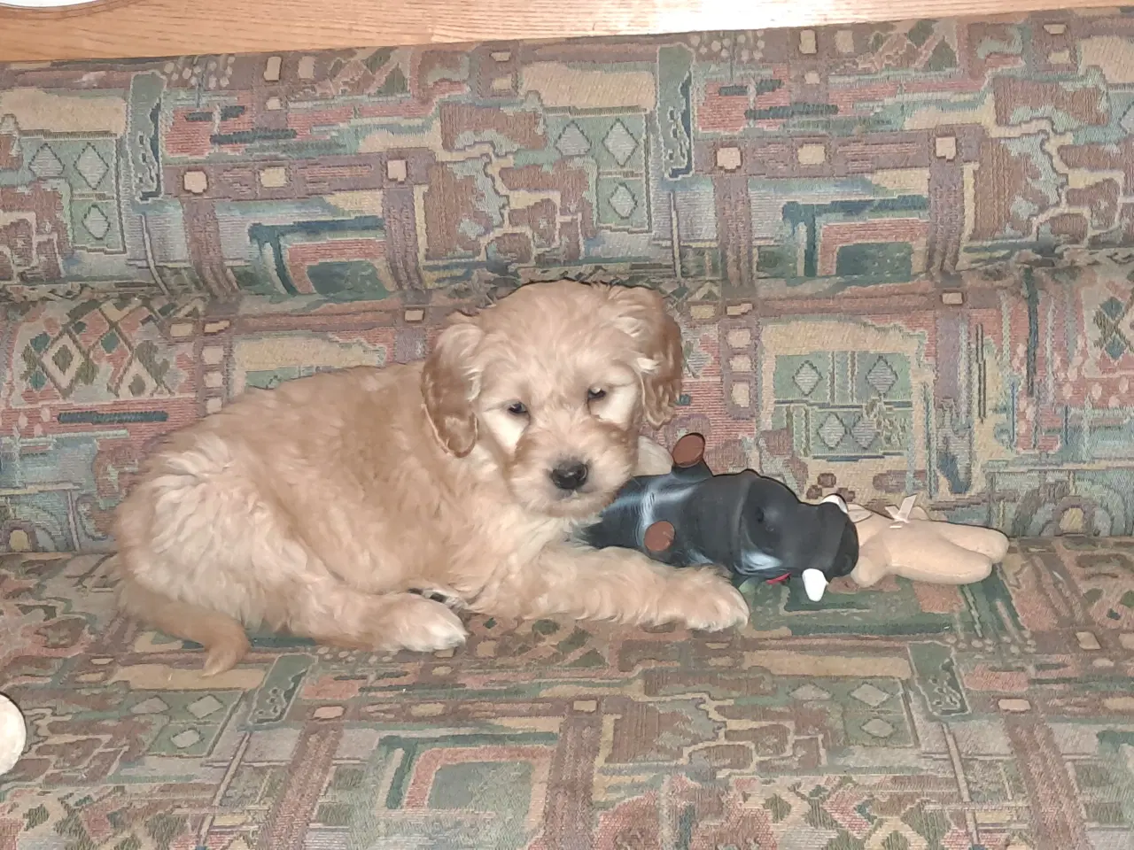 Billede 4 - De sødeste skønneste blandingshvalpe