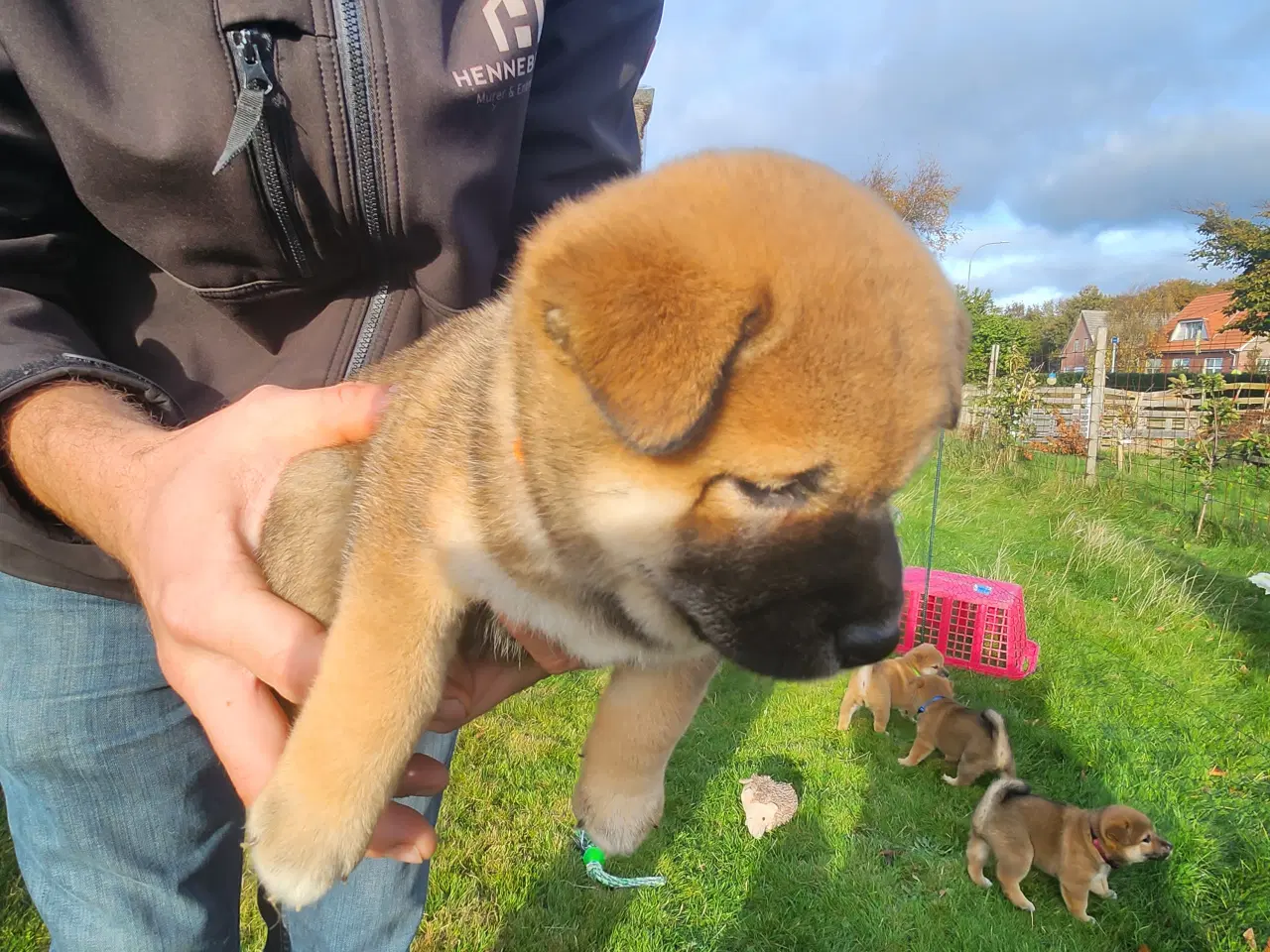 Billede 9 - Shiba inu hvalpe