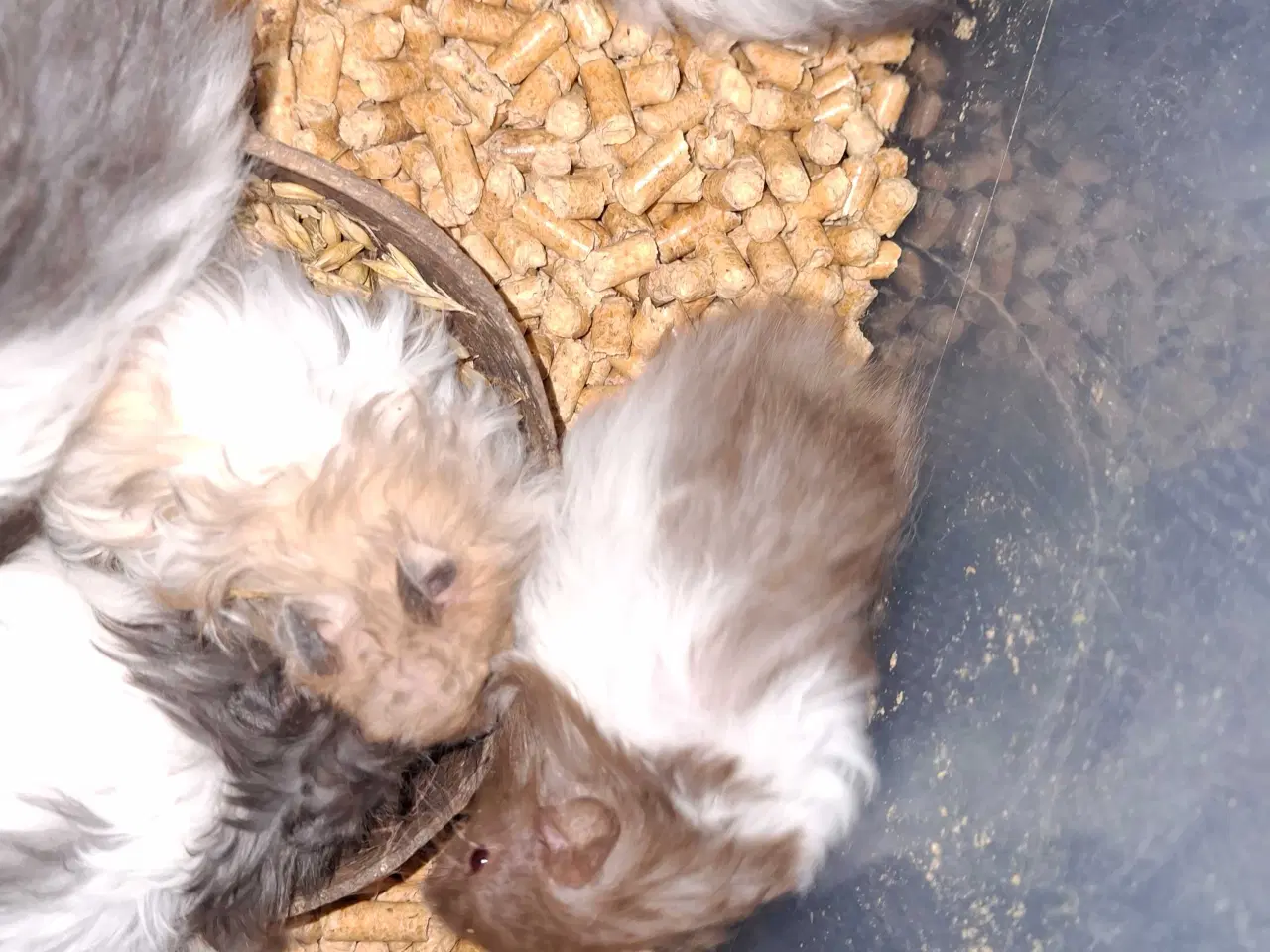 Billede 2 - Guldhamster langhåret 