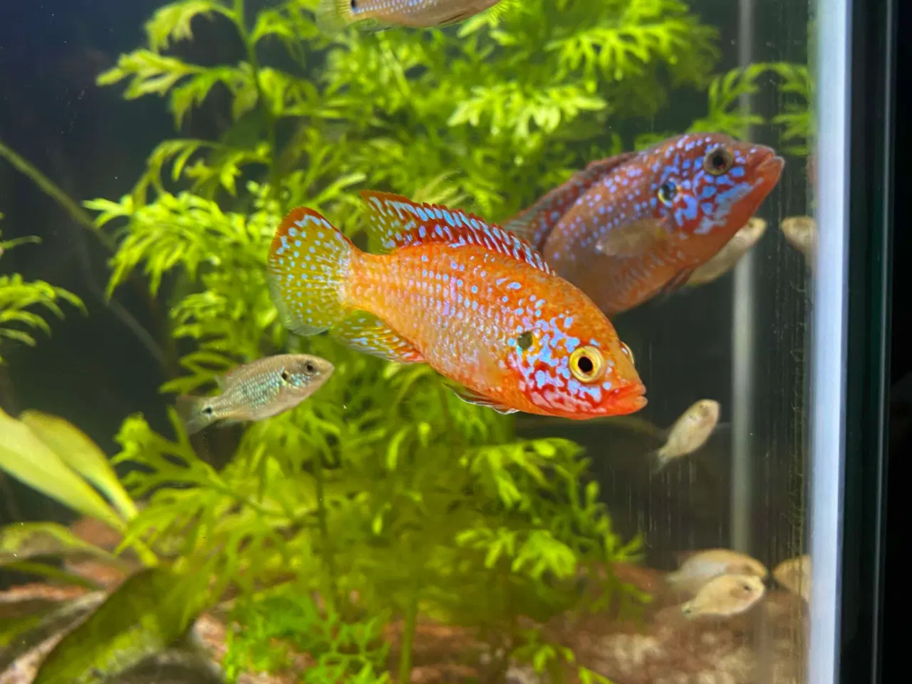 Billede 4 - Red Juwel cichlid