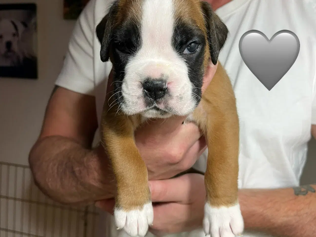 Billede 5 - Skønneste Boxerhvalpe søger nyt hjem