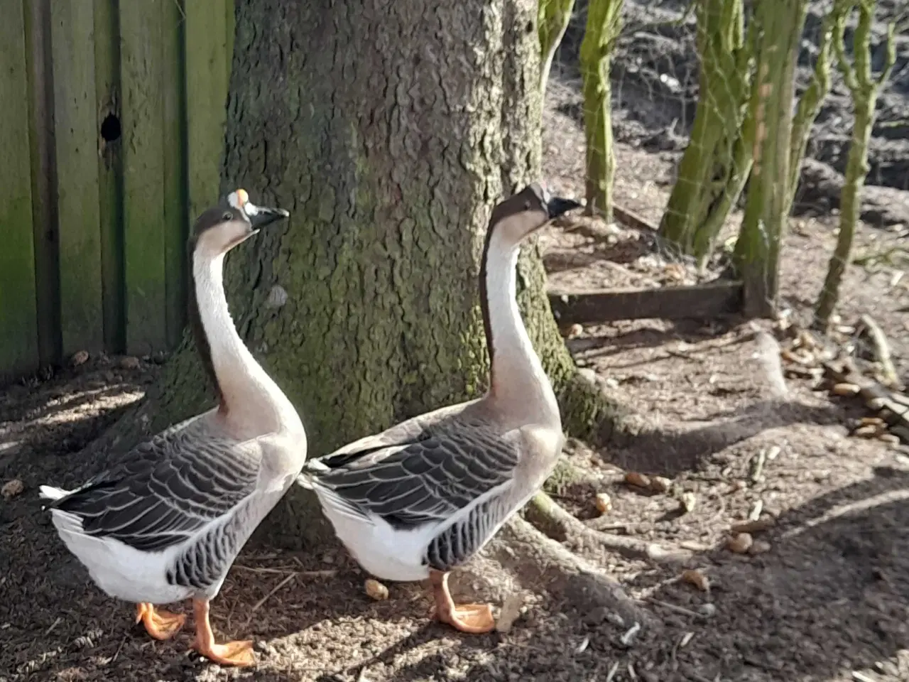 Billede 1 - Knop Svanegæs 