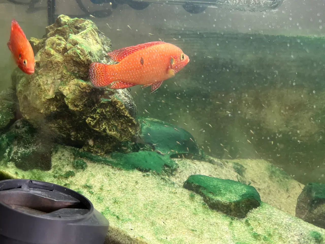 Billede 3 - Modtager fisk