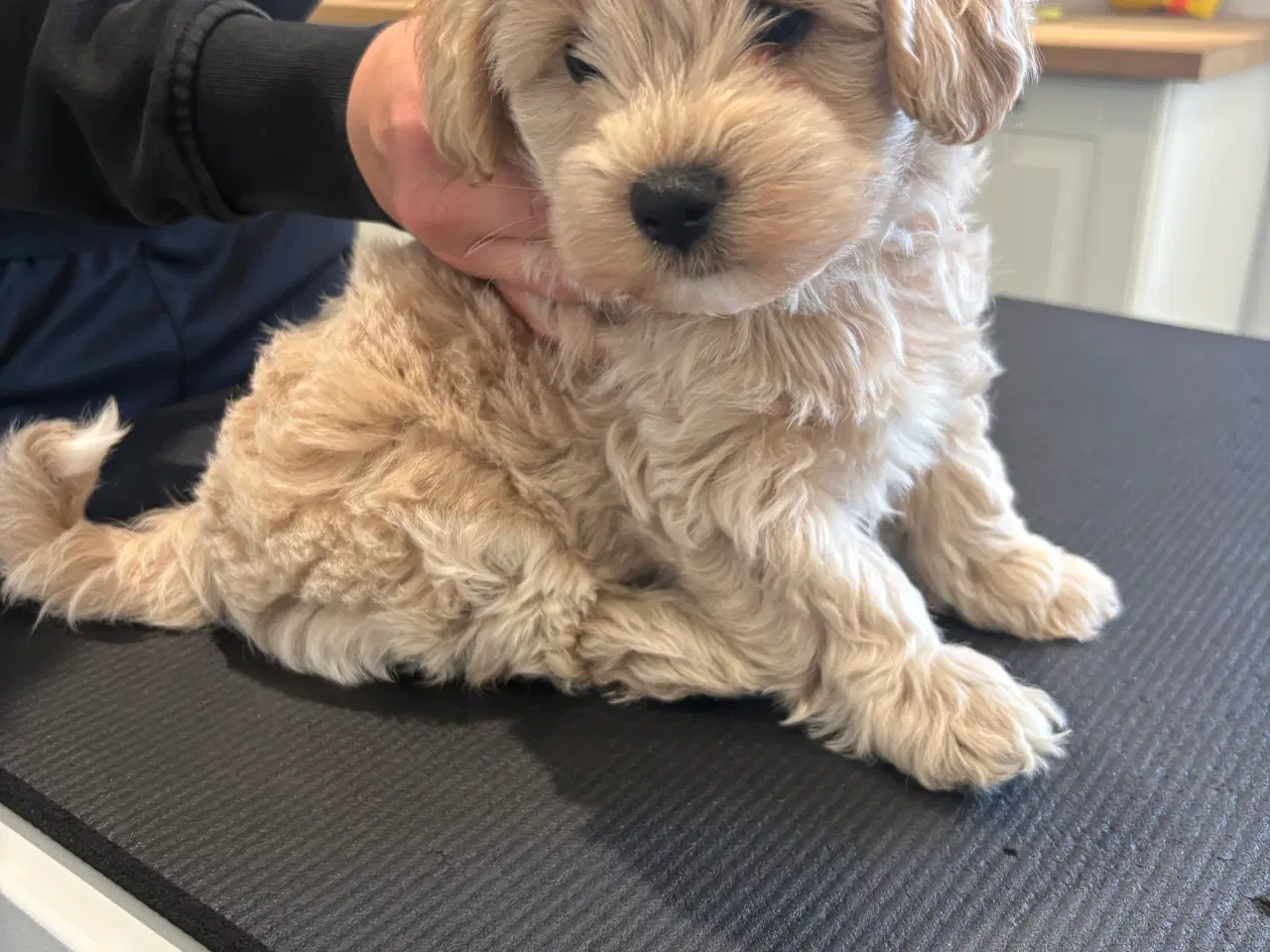 Billede 4 - ✨Skøn maltipoo han søger sit nye hjem✨