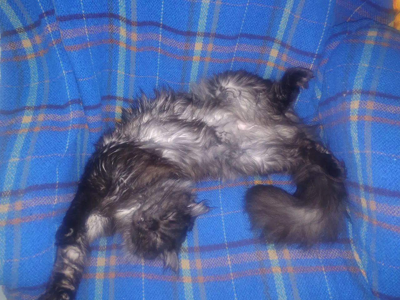 Billede 4 - Dexter tilbyder Parring