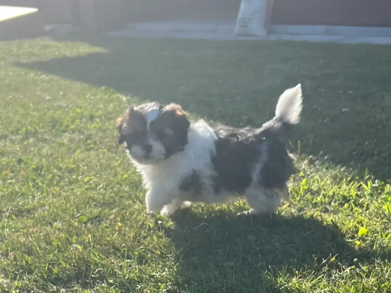 Billede 7 - Hvalp Cavapo/ Thi tzu
