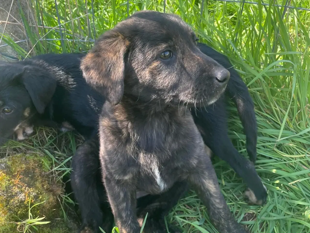 Billede 2 - Kira søger sin egen familie❤️