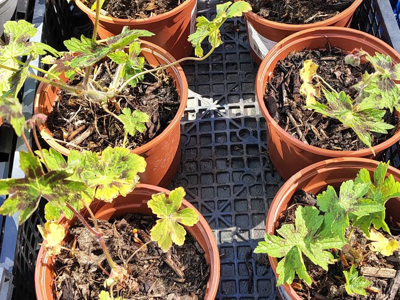 Billede 10 - Geranium m små mørkerøde blomster 