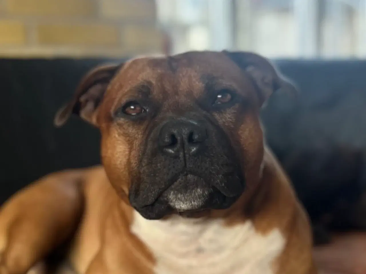 Billede 4 - Engelsk stafford Bull terrier