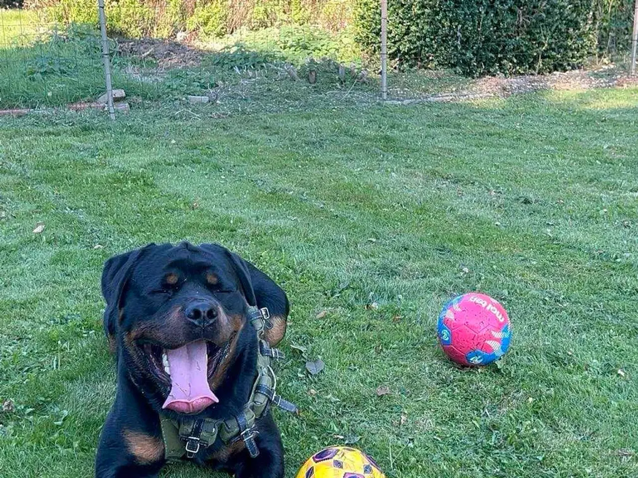 Billede 3 - Rottweiler han 