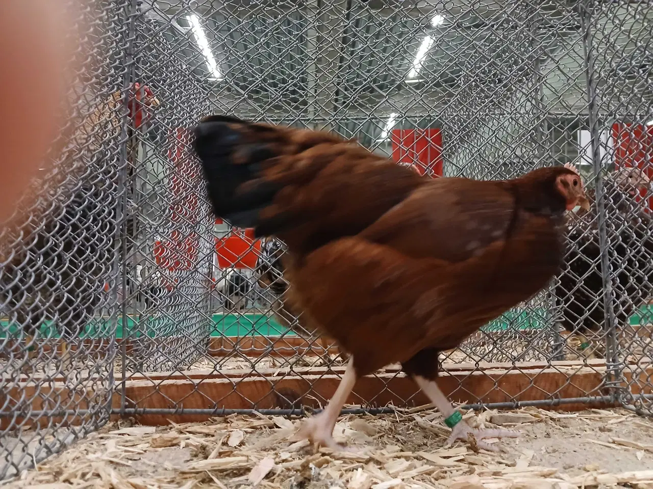 Billede 3 - Dværg Sussex, både høner og haner