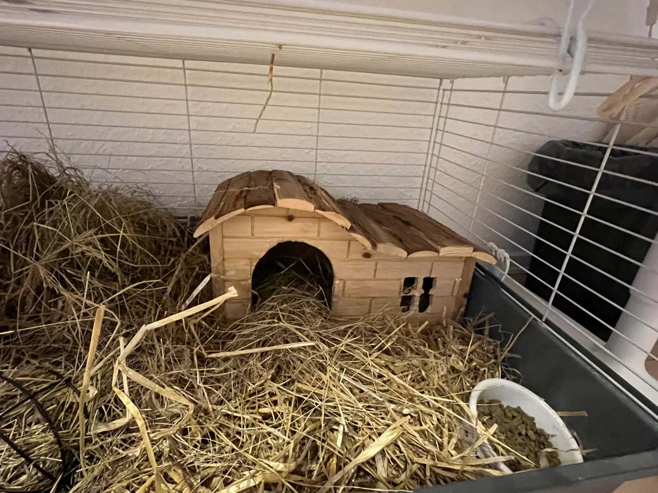 Billede 5 - Tamme marsvin søger hyggemor