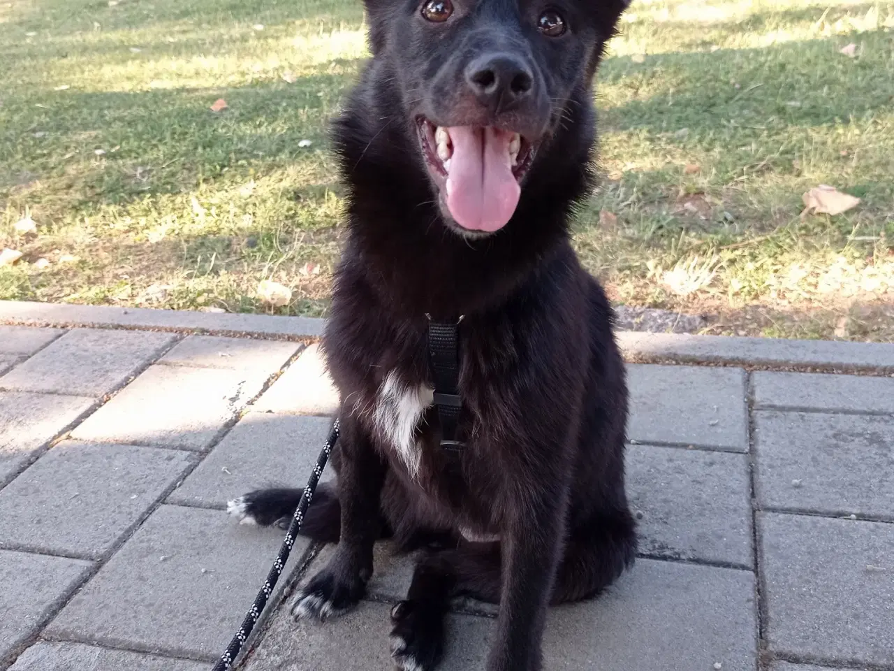 Billede 2 - Negra - 7 kg - 1,5 år