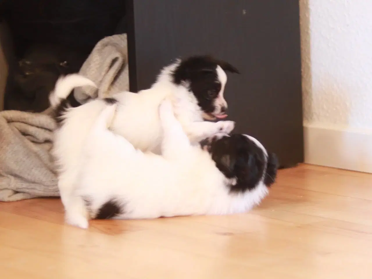 Billede 5 - Papillon hvalpe 