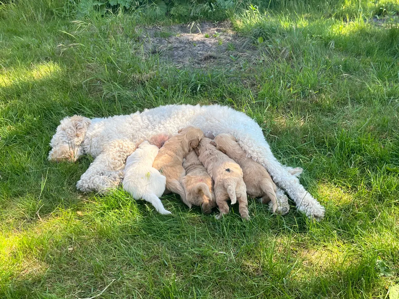 Billede 11 - Goldendoodle 