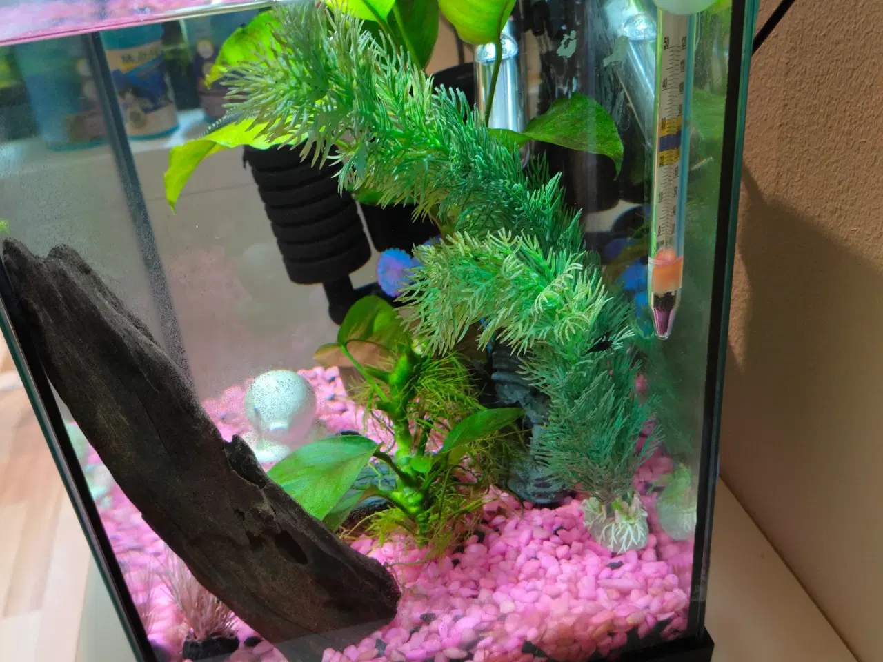 Billede 2 - Lille akvarium 