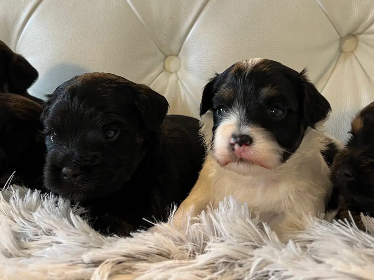 Billede 3 - Sødeste Bichon Havanais 