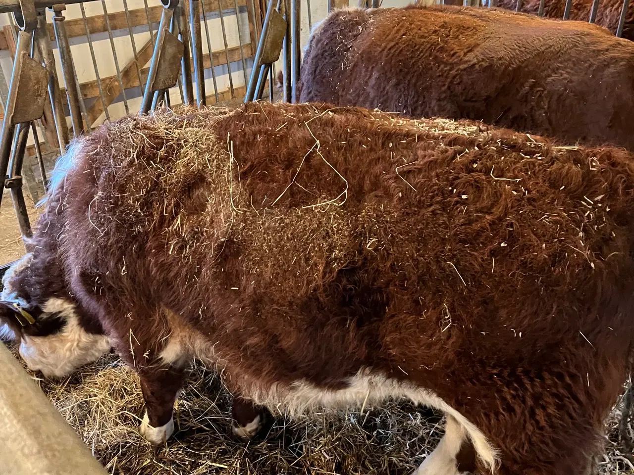 Billede 2 - Hereford tyr