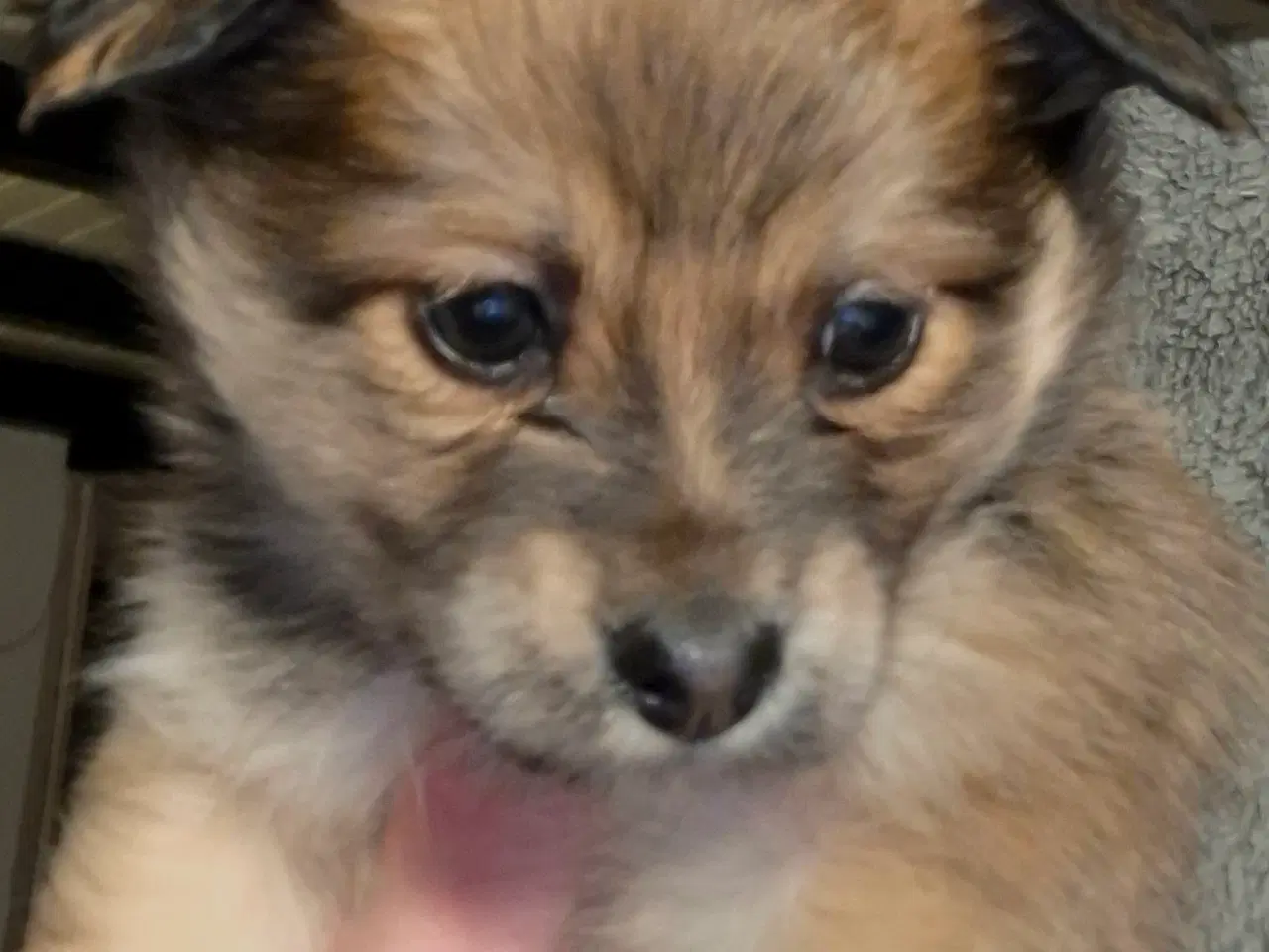 Billede 7 - 2 små prinsesser søger nye madskåle