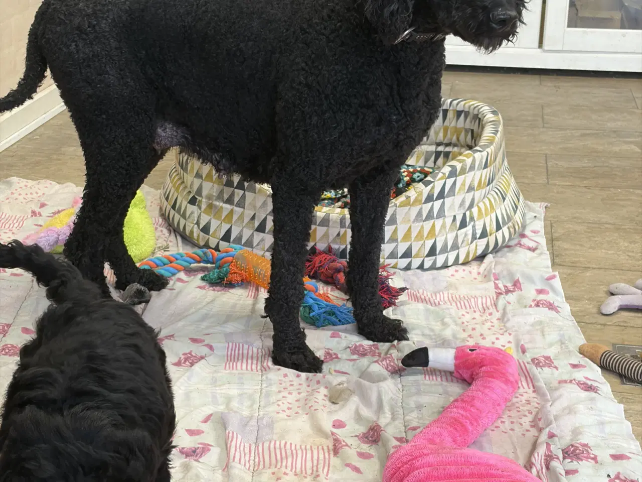 Billede 11 - Ægte mellem/stor puddel drenge må rejse nu !