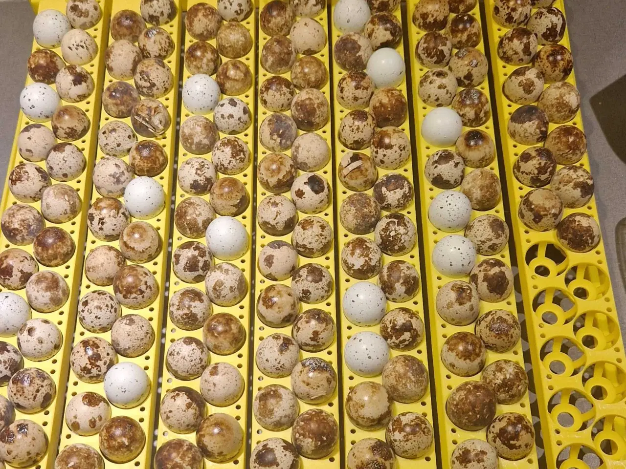 Billede 3 - Jumbo vagtler - daggamle