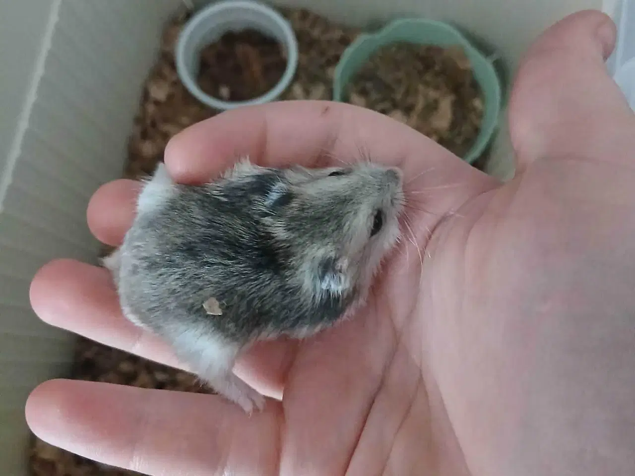 Billede 7 - Dværghamster unger 